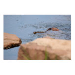 Northern Water Snake