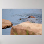 Northern Water Snake posters