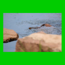 Northern Water Snake posters