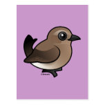 Northern Wheatear (juv) Postcard
