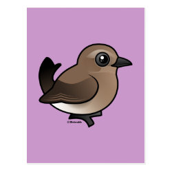Northern Wheatear (juv) Postcard
