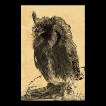 Northern White Faced (Scoops) Owl posters