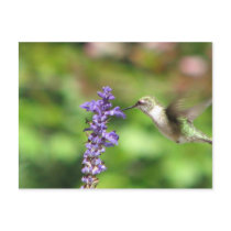 Northwood's Hummingbird Postcard