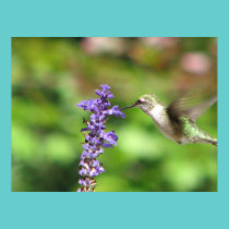 Northwoods Hummingbird Poster posters
