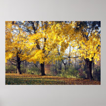 Norway Maples Poster