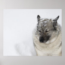 Norwegian Elkhound Posters