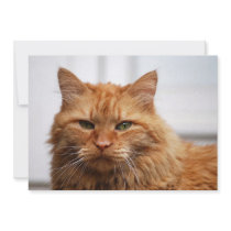 Norwegian Forest Cat invitations by catherinesherman Norwegian Forest Cat invitations