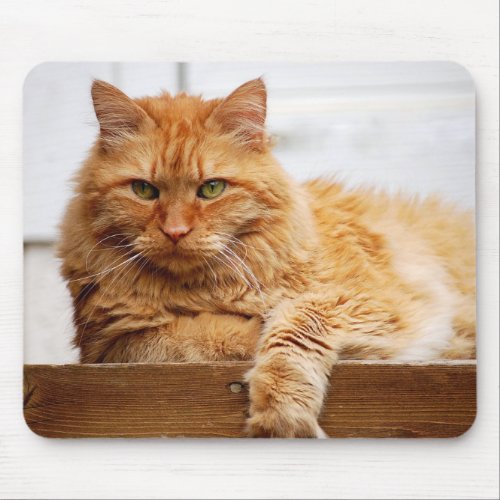 Norwegian Forest Cat, King of Cats Mousepad mousepad