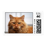 Norwegian Forest Cat Postage