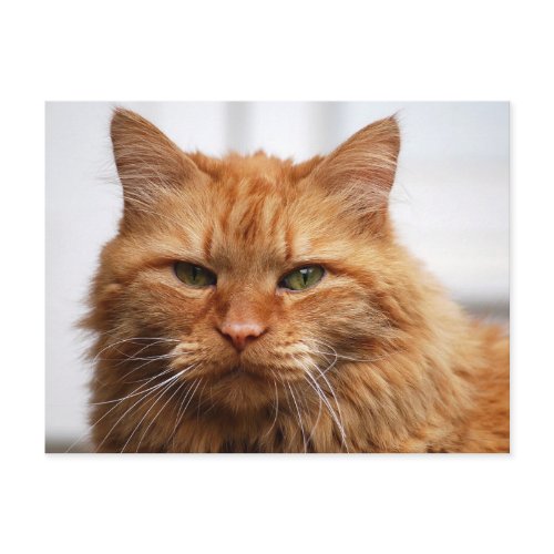 Norwegian Forest Cat postcard