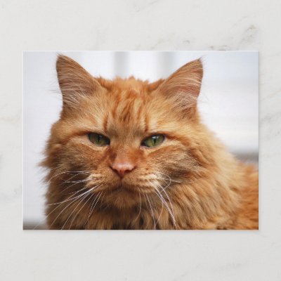 Norwegian Forest Cat Postcards