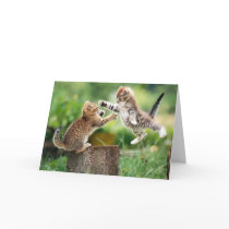Norwegian Forest kittens Greeting Cards