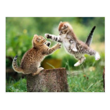 Norwegian Forest kittens Postcards