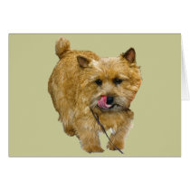 Norwich Terrier cards