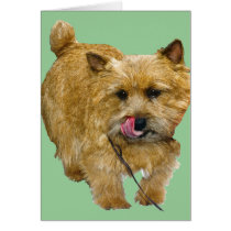 Norwich Terrier cards