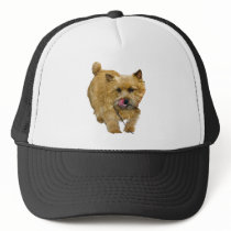 Norwich Terrier hats