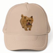 Norwich Terrier hats