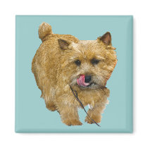 Norwich Terrier magnets