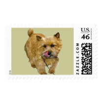 Norwich Terrier postage
