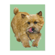 Norwich Terrier postcards
