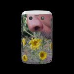 Nosey casemate cases