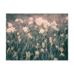 Nostalgic Daffodils Post Cards