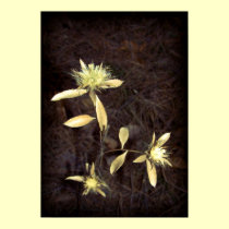 Nostalgic flowers in sepia posters