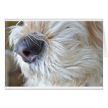 Nosy cards
