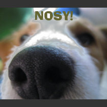 Nosy Dog! t-shirts