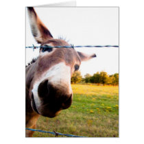 Nosy Donkey Card