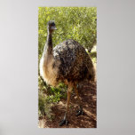 Nosy Emu Poster