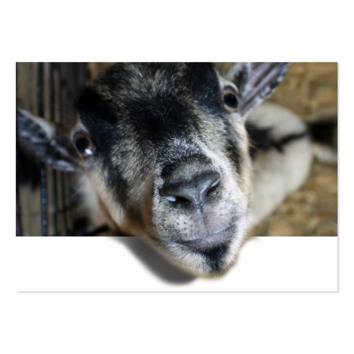 Nosy Goat Looking Out Business Card Template (front side)