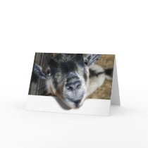 Nosy Goat Looking Out Greeting Cards