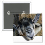 Nosy Goat Looking Out Pin