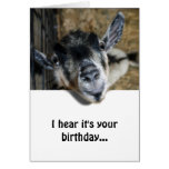 Nosy Goat Looking Up - Birthday Greeting Card