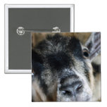 Nosy Goat Looking Up Button