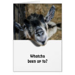 Nosy Goat Looking Up Cards