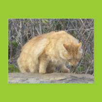 Not a Happy Cat Postcard postcards