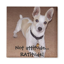 Not attitude... RATitude! magnets