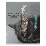 NOT EVEN A BUN TO GO WITH IT letterhead