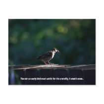 Not-So-Early Bird postcards