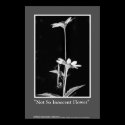 Not So Innocent Flower posters
