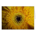 Not So Mellow Ywllow cards