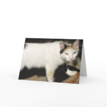 Not Very Friendly Cat Que Me Ves cards