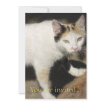 Not Very Friendly Cat Que Me Ves invitations