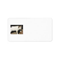 Not Very Friendly Cat Que Me Ves labels