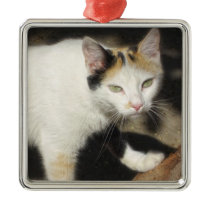 Not Very Friendly Cat Que Me Ves ornaments