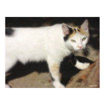 Not Very Friendly Cat Que Me Ves posters