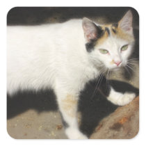 Not Very Friendly Cat Que Me Ves stickers
