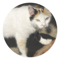 Not Very Friendly Cat Que Me Ves stickers